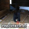 Начало октября 2014 г.  Работы по строительству пола